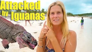 Attacked by Iguanas in the Bahamas!