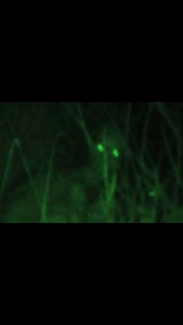 Encounter with a "RAKE" at night in a forest