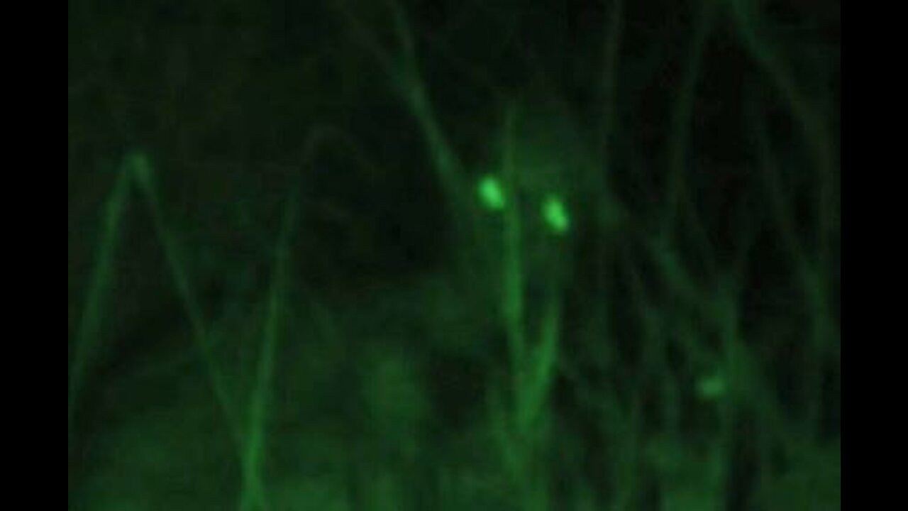 Encounter with a "RAKE" at night in a forest