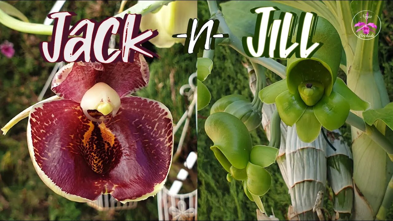 How to Grow Female Catasetum Blooms 😍 In Depth Look at Female Catasetum Blooms #ninjaorchids