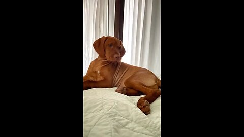 Beautiful vizsla