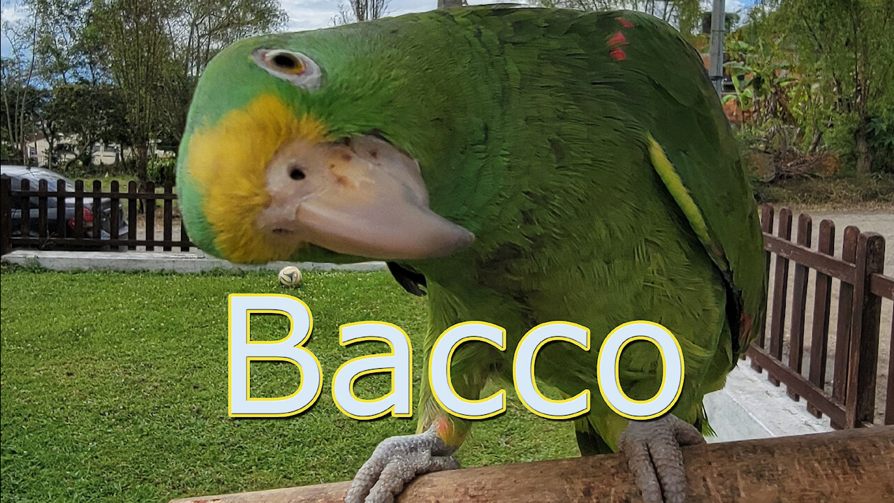 Buenos Dias, Bacco!