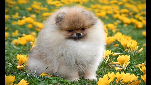 Ultimate Funny Dogs Compilation! 🐕 Most Viral DOGS - Hilarious Moments and Unforgettable Reactions!