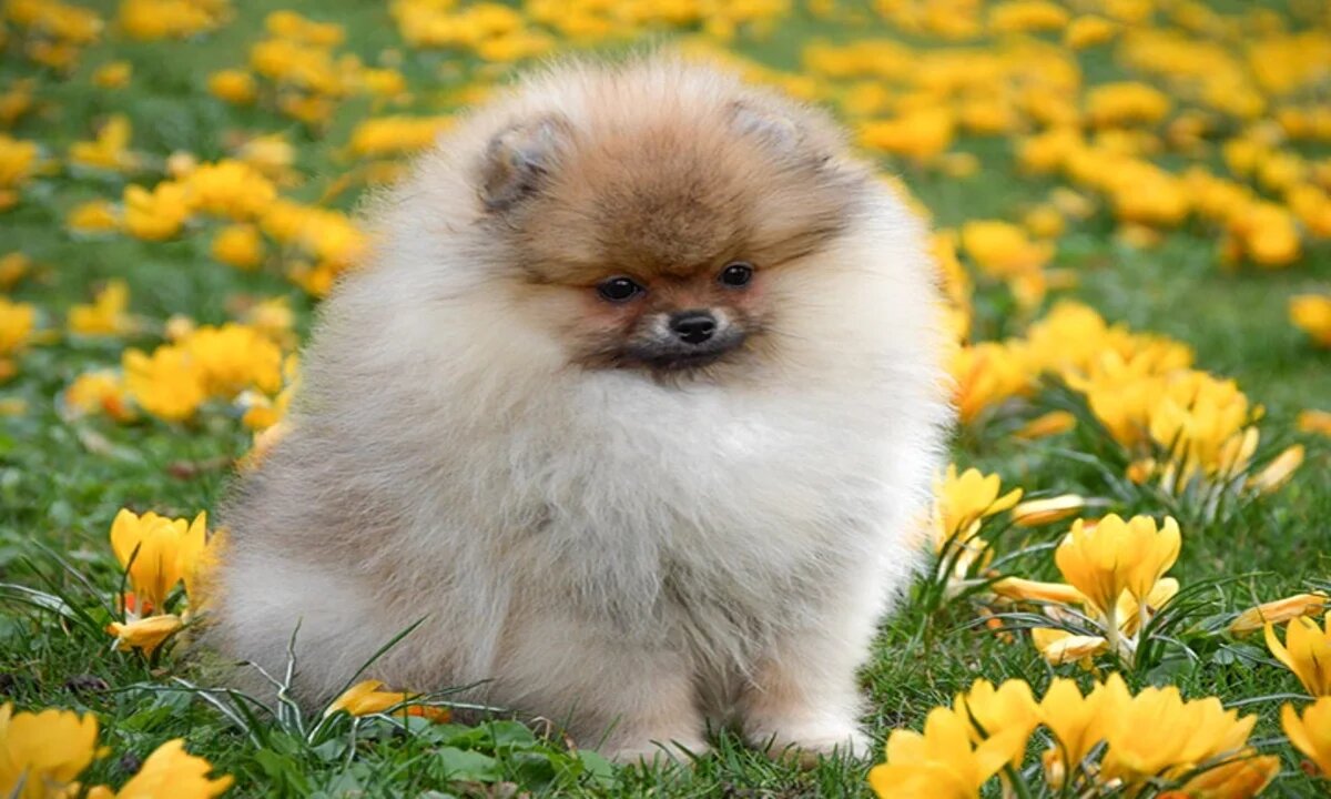 Ultimate Funny Dogs Compilation! 🐕 Most Viral DOGS - Hilarious Moments and Unforgettable Reactions!