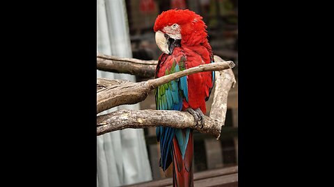 Top Funny Birds in the world