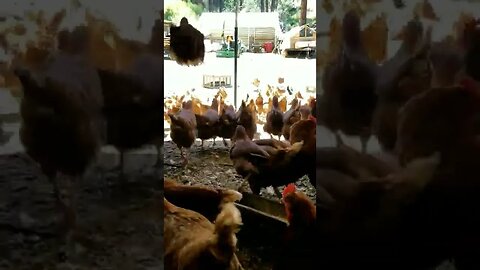 #chickens #layers #freerange #homesteading #homesteadlife #farm #farmlife #farmanimals