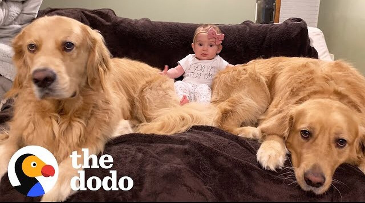 Dog Brothers Claim Newborn Baby Sister As Their Own | The Dodo.