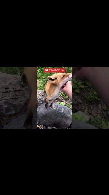 Que fofo! Fecha ate os Olhos! #shorts #dieta #saude #boaforma #emagrecer