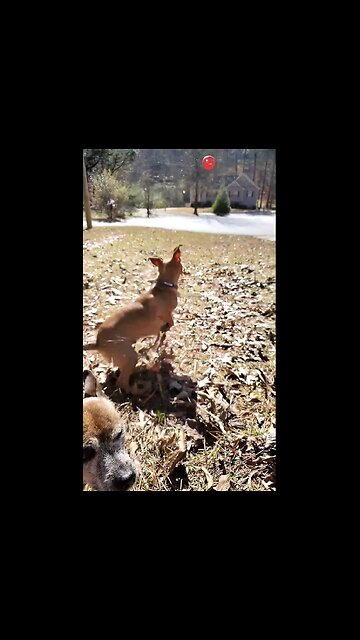My Dog Stealing The Camera's Focus
