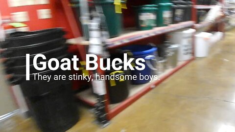 Buck Goat ~ The stinky, handsome boys