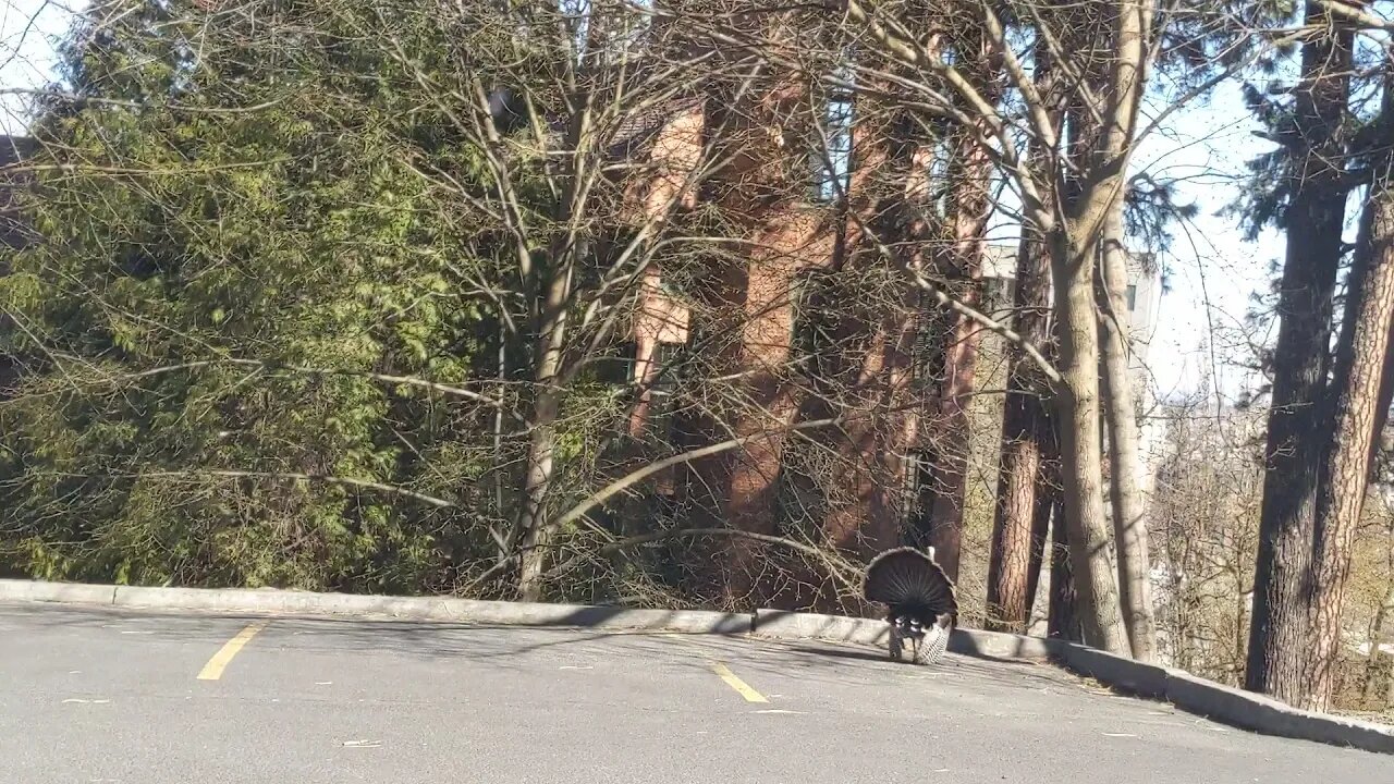 The turkeys are back!