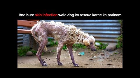 Stray Dog Rescue