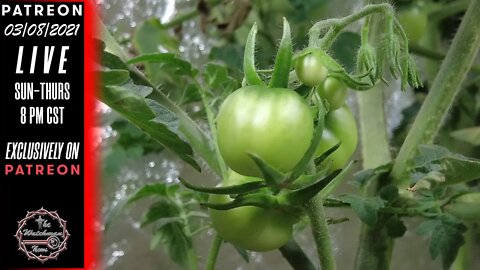 The Watchman News - 03/08/2021 Youtube Hybrid Hydroponics Grow Tent Update Video