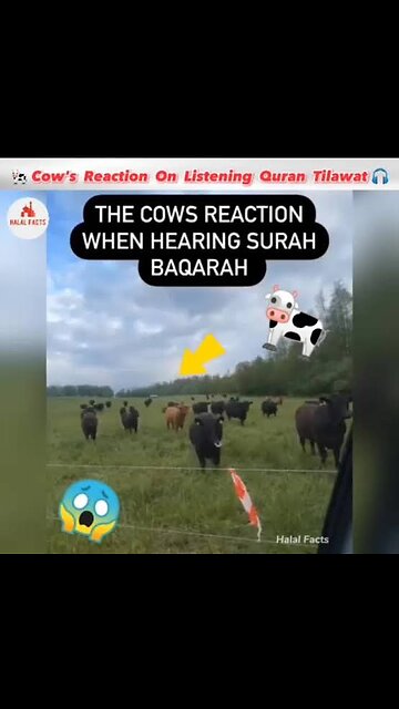 Cow 🐄 Quran or Music ||Cow Reaction Quran