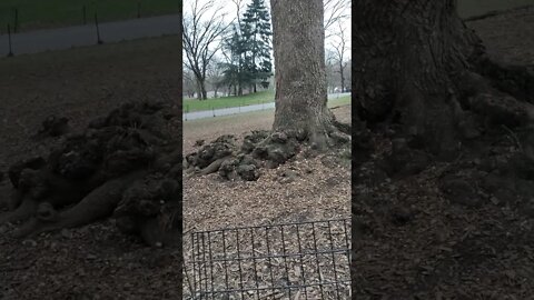 Central Park in New York City March 31, 2021.