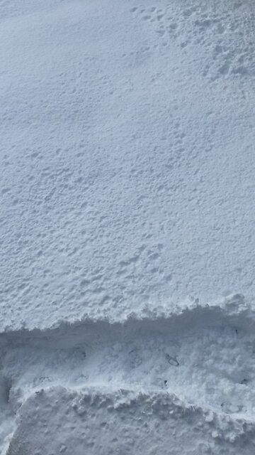 My nut mutt. Valor Heart Justice, Staffordshire