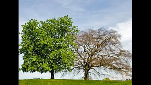 The Tree of Proper Nouns and the Tree of Trademarks and Copyright