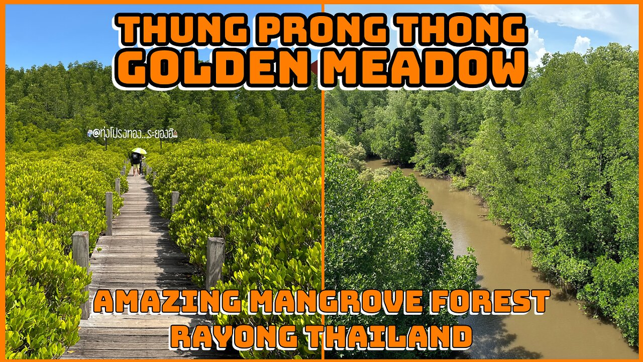 Thung Prong Thong “The Golden Meadows” Mangrove Forest - Largest in Rayong - Thailand 2024