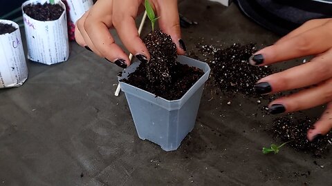 Potting Up Bell Peppers 🪴🫑😊