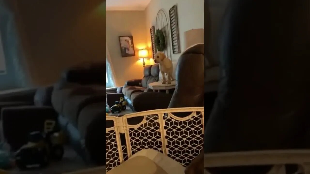 🐕🍂📑🤪|| #Shorts