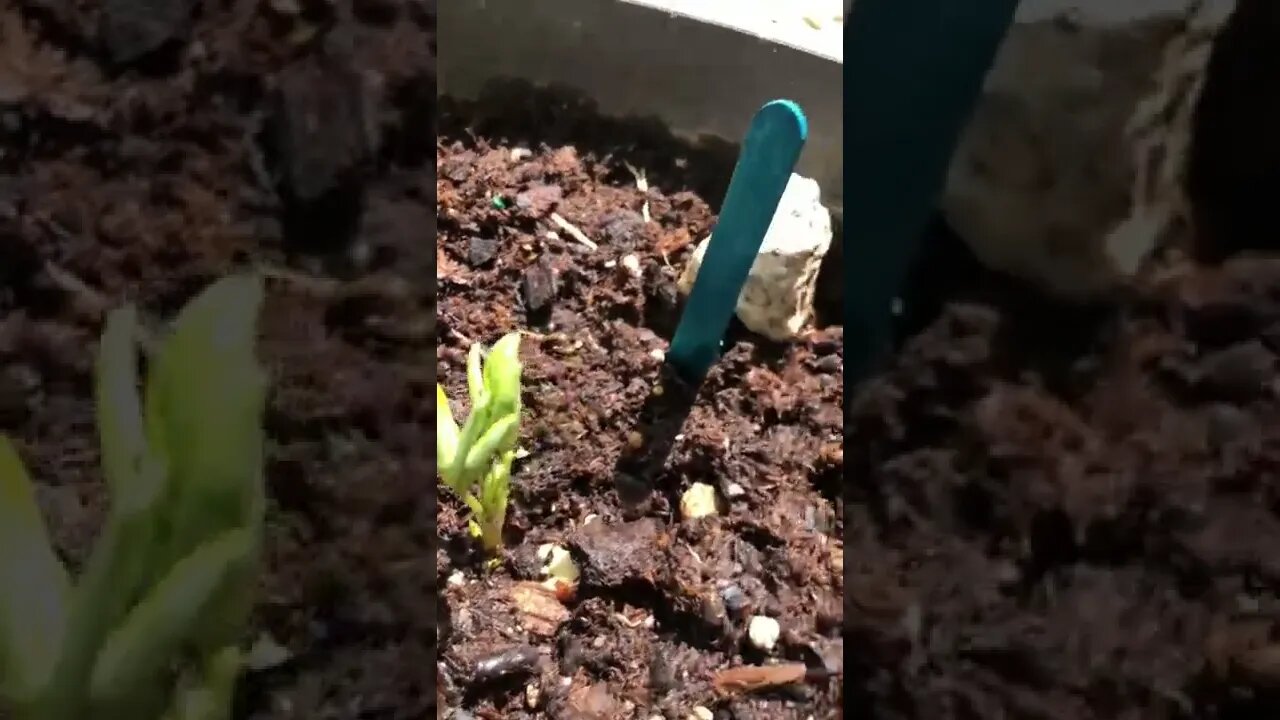 HOW TO Grow 🌱your own peanut butter?! 🥜🧈#shorts #viral #tiktok