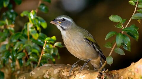 trinca ferro BOCA MOLE COM BOI e FÊMEA esquenta na hora