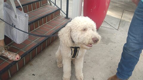 Willie The Service Dog @ St. John's Episcopal Church