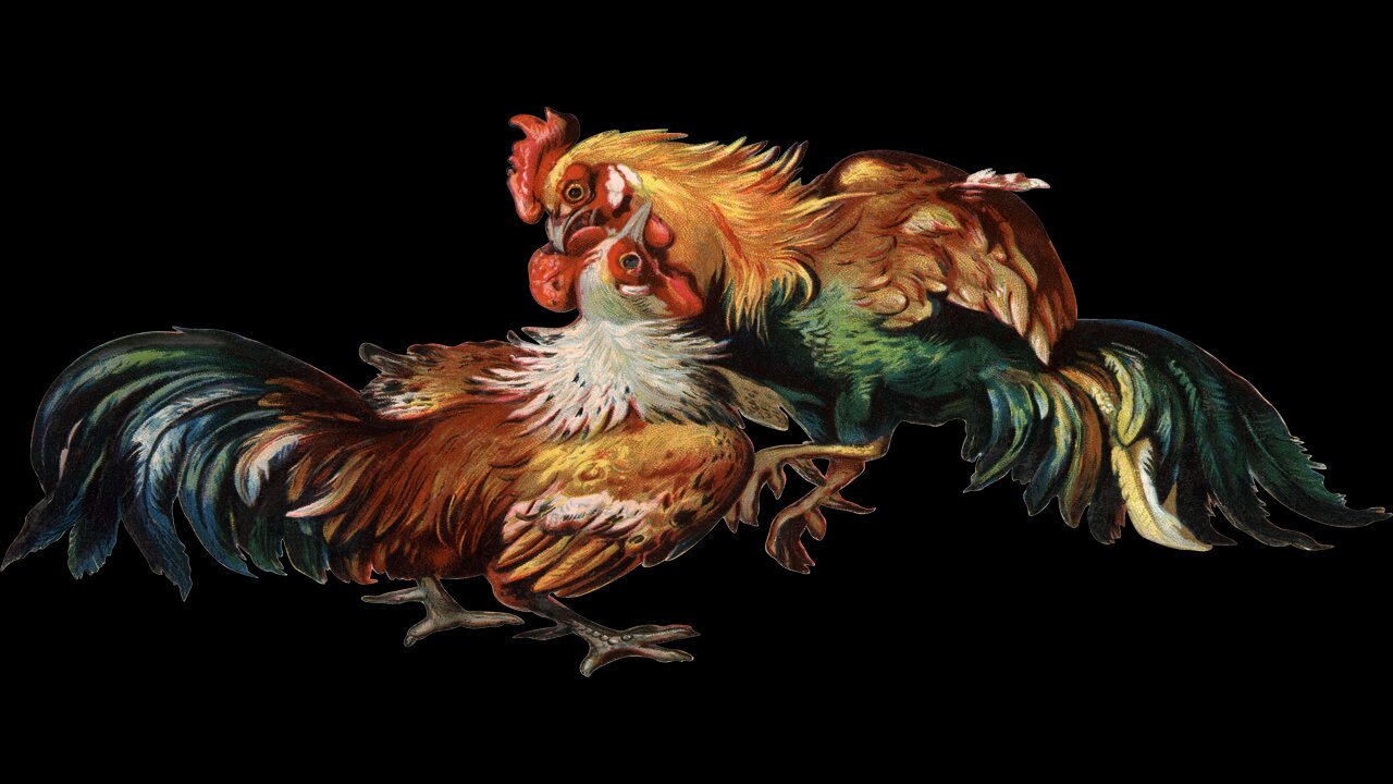Best Fight Chicken VS Dog & Cat Fights - Funny Fights Video