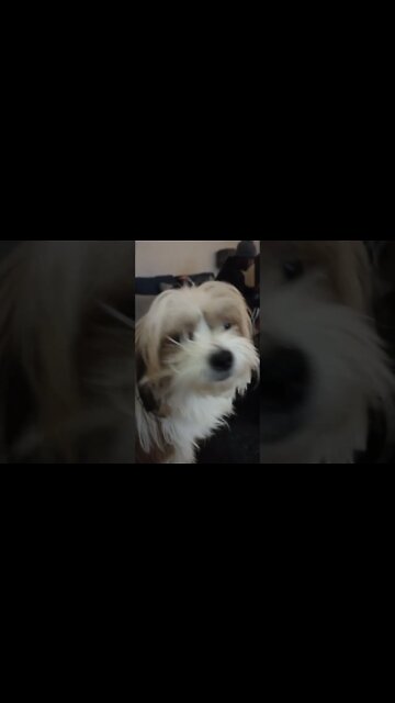 Spending Time with my Furry Nephew