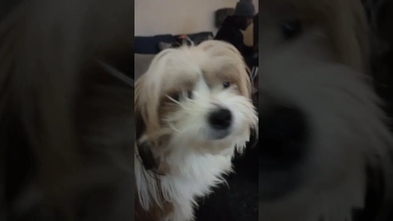 Spending Time with my Furry Nephew
