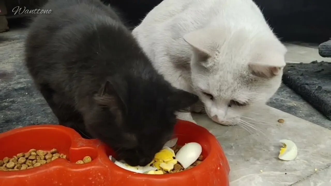 Breakfast is easy #cats #breakfast #pet