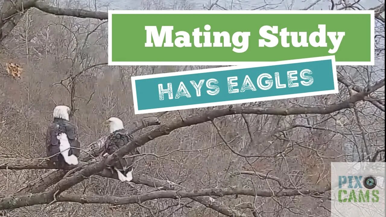 Hays Bald Eagles mating 2021 12 22 0912AM