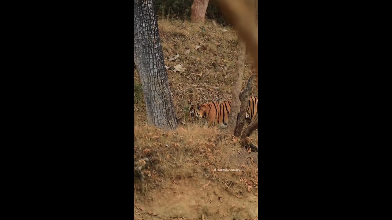 Tiger front on camera