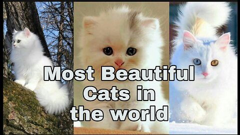 Top Beautiful cats in the world