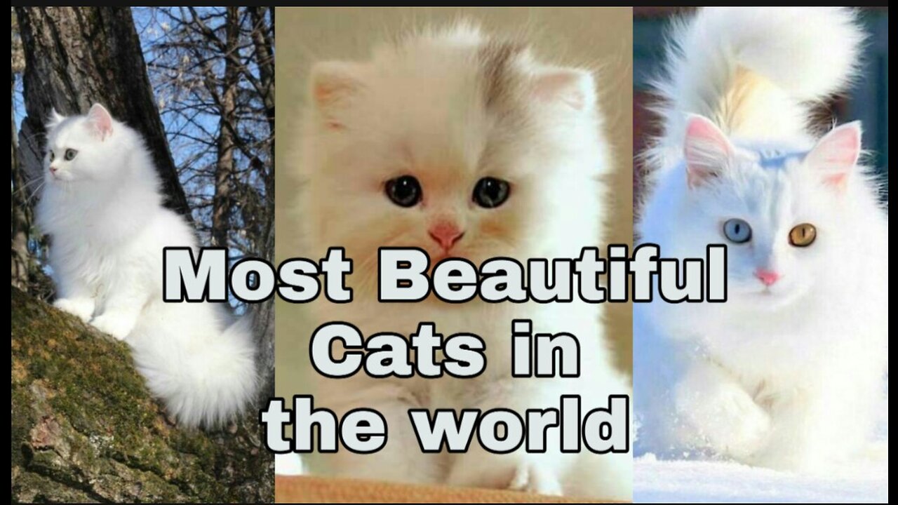 Top Beautiful cats in the world