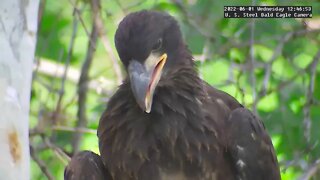 USS Eagles - USS 4 & 5