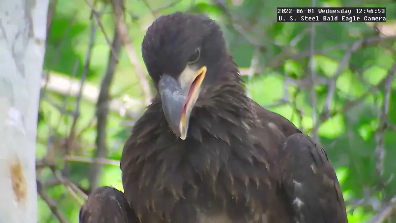 USS Eagles - USS 4 & 5