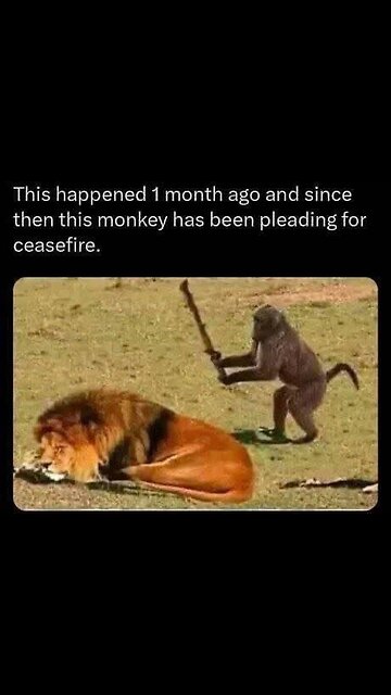This happened 1 month ago and since then this monkey has been pleading for ceasefire.
