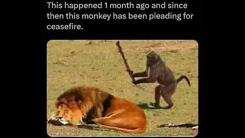 This happened 1 month ago and since then this monkey has been pleading for ceasefire.