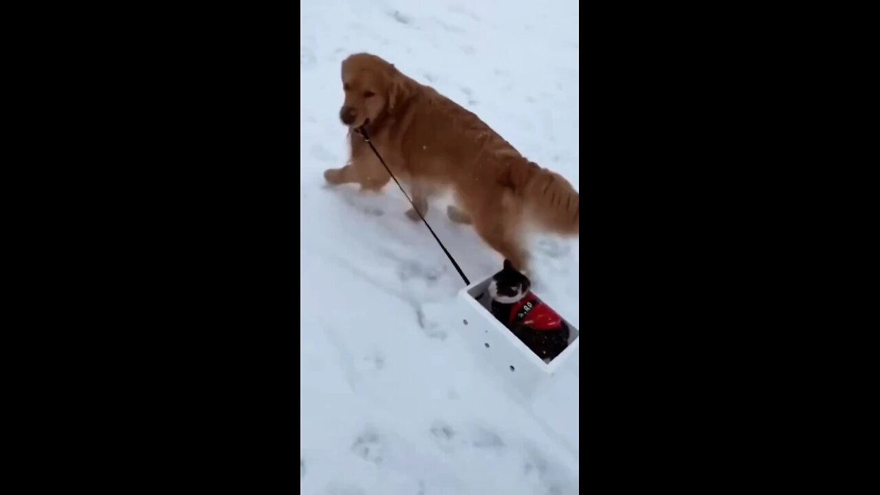 cute dogs funny animal videos