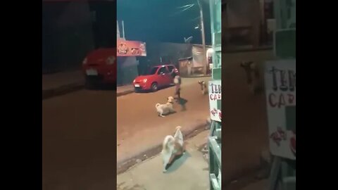 Dog Vs Insane #Bantasticfun #dog #insane #funny #ytshorts #trendingvideo2022 #viralvideo2022 #viral