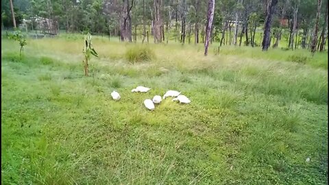 White Indian Runners on the grass for the first time 14th February 2022