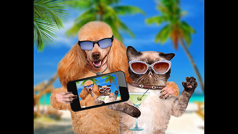 Funny Dogs and Cats 🐶🐱 Funny Animals