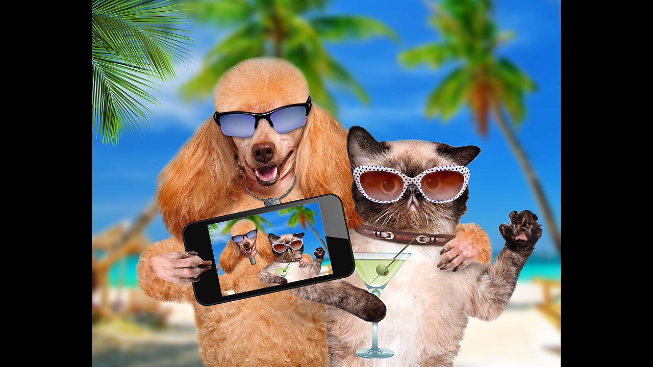 Funny Dogs and Cats πΆπ± Funny Animals