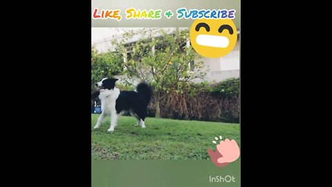 Funny Dogs Fighting