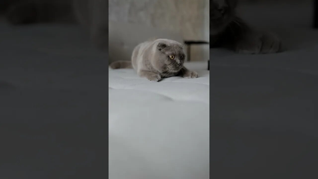 KUCING LUCU #PART 38