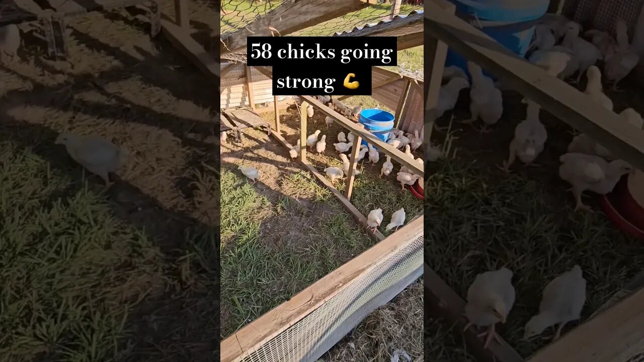 chicks are eating a lot! #meaties #video #shorts #homestead #farm #farmlife #chickens #cornishcross