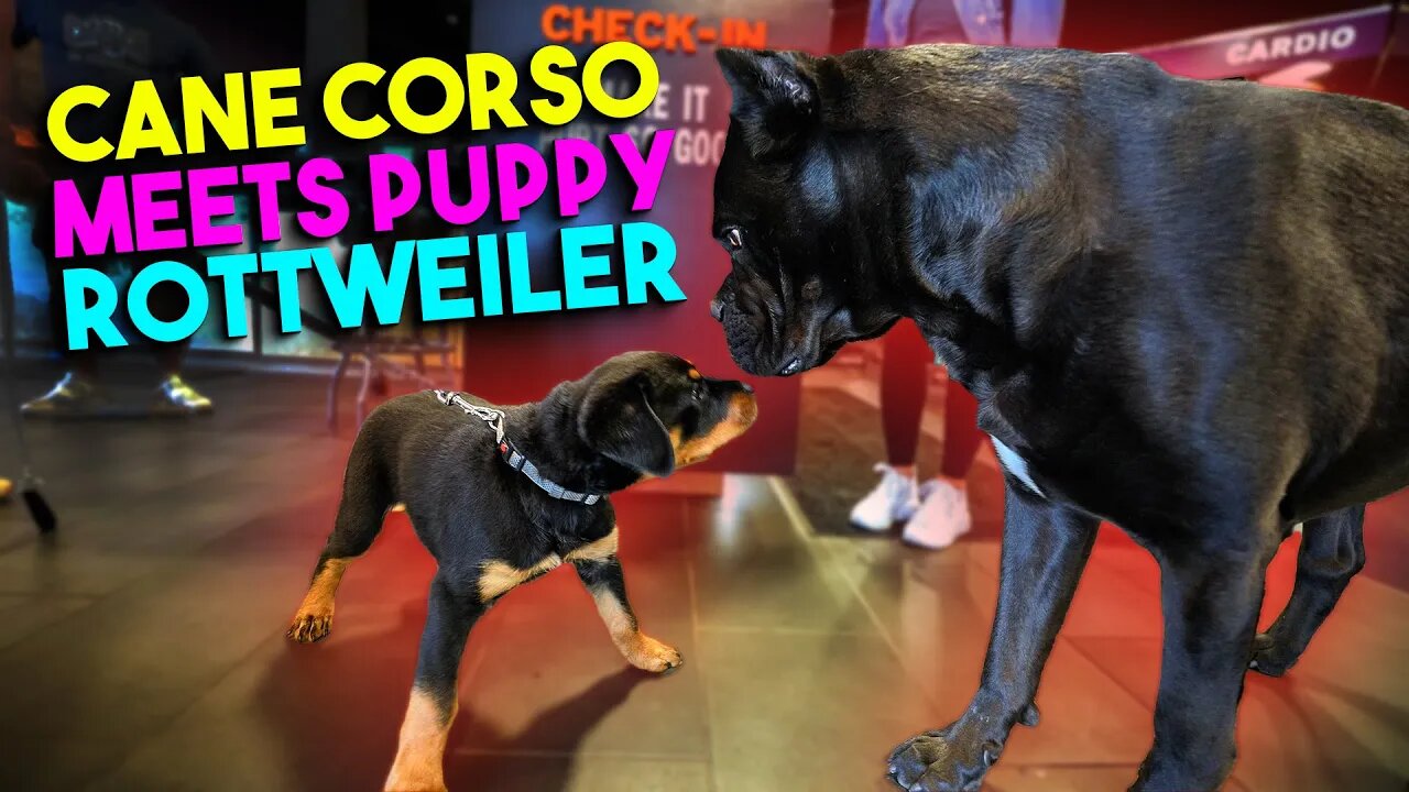 CANE CORSO MEETS ROTTWEILER PUPPY - BEST PLACE TO SOCIALIZE