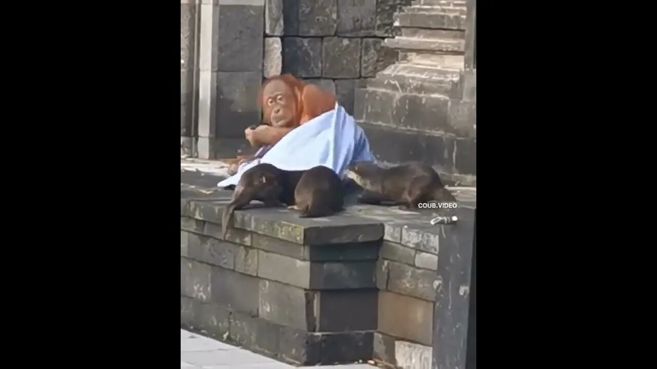 Otters not letting the Orangutan sleep