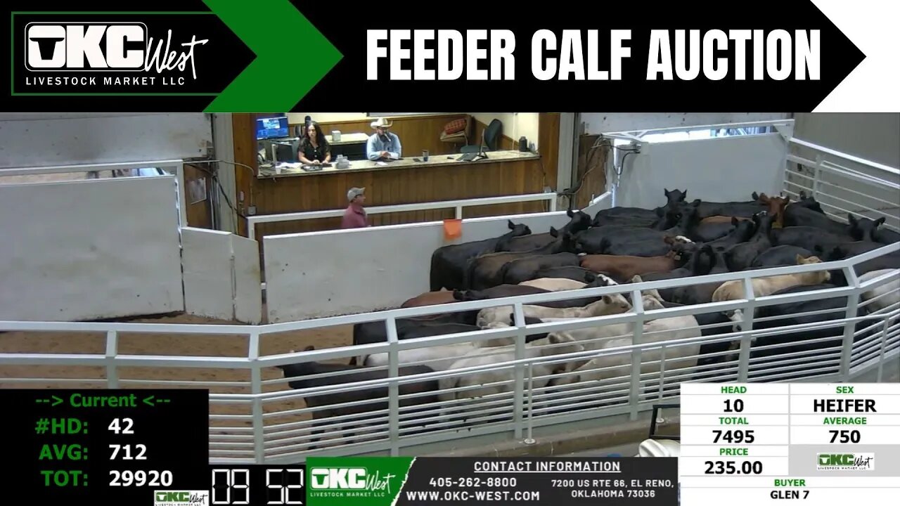 8/2/2023 - OKC West Feeder Calf Auction